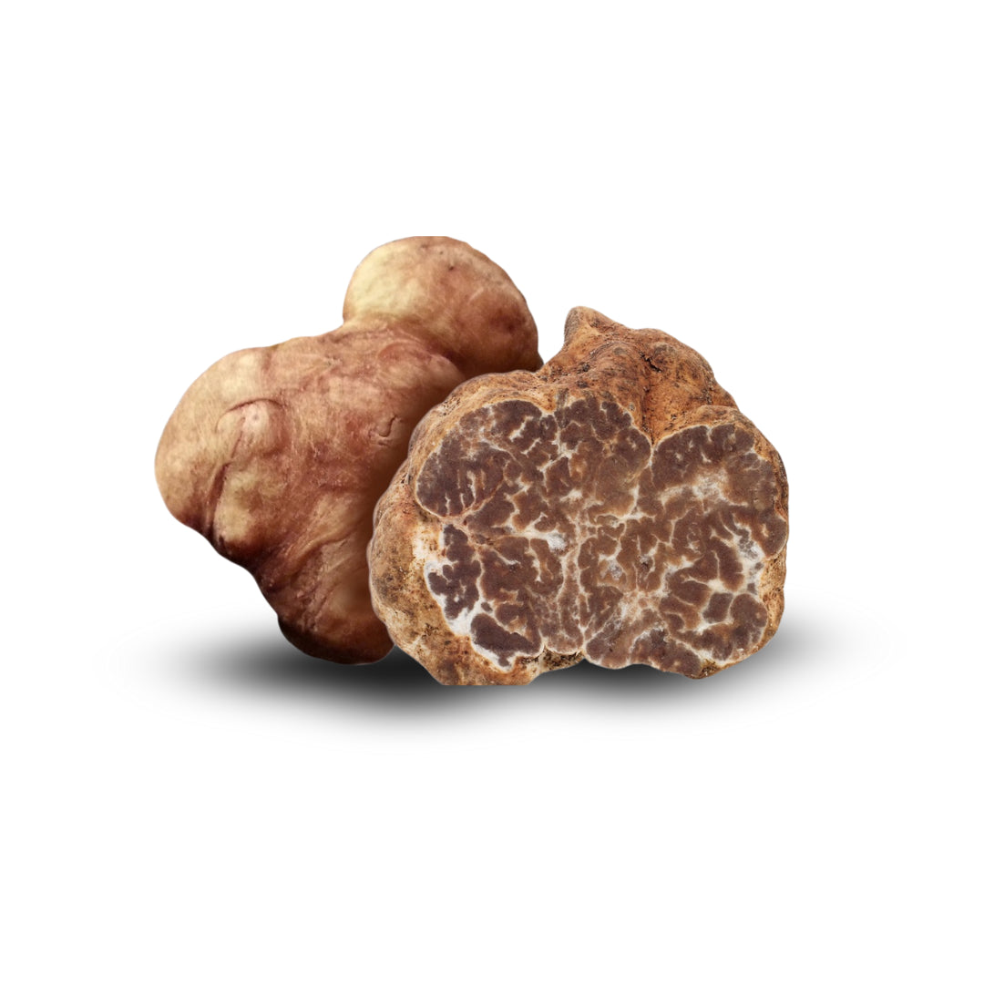 tuber borchii truffle in Germany